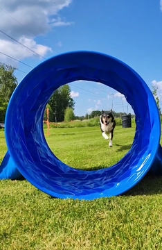 Agility & Hoopers
